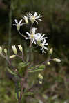 Pine barren whitetop aster